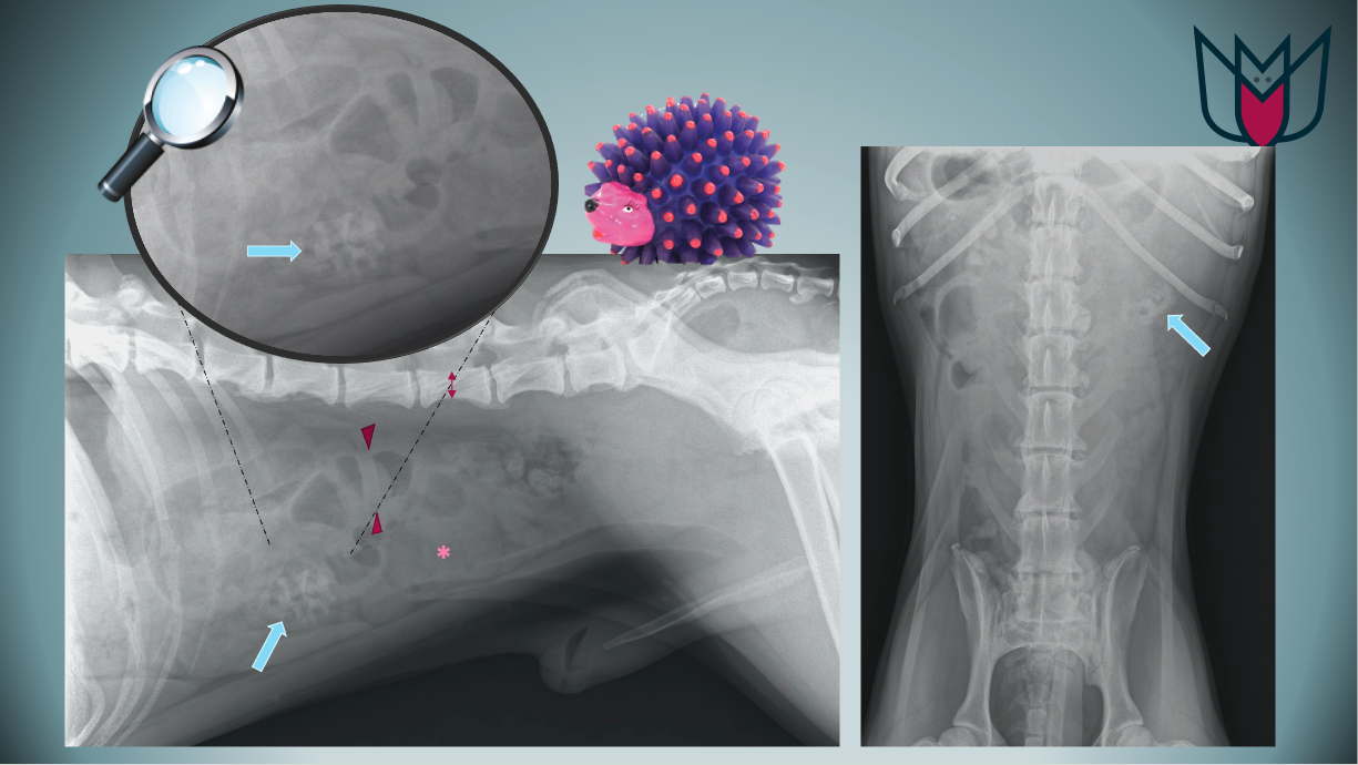 Vomissements chez un chien