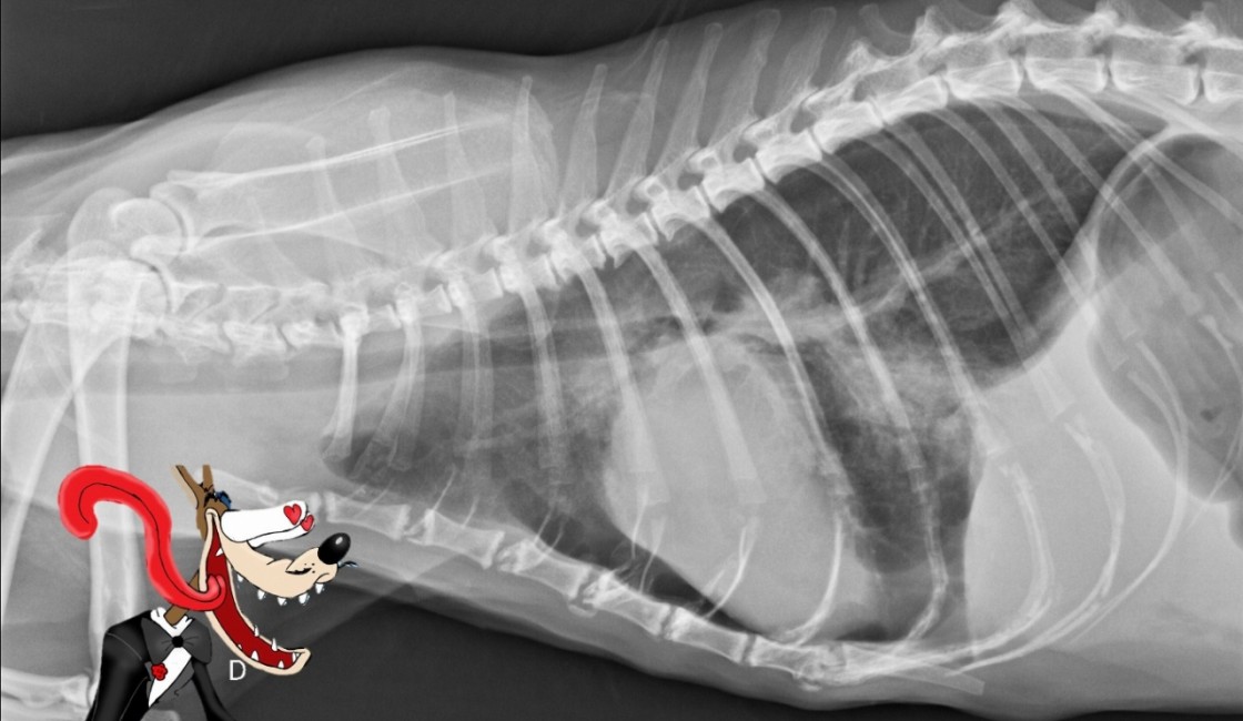 Inscription ouverte pour notre formation sur la radiographie du thorax !