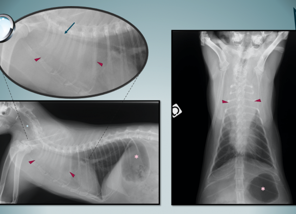 Masse médiastinale chez un chat