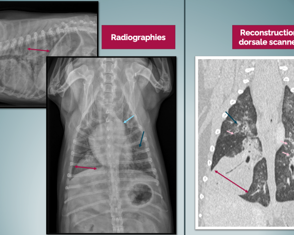 Exploration d'une dyspnée chez un chien