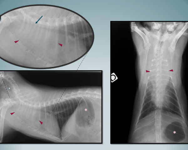 Masse médiastinale chez un chat