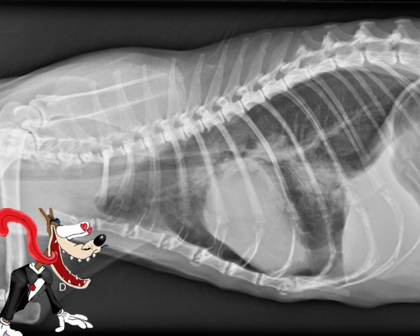 Inscription ouverte pour notre formation sur la radiographie du thorax !