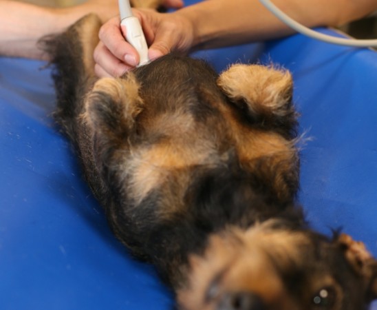 echographie veterinaire du chien