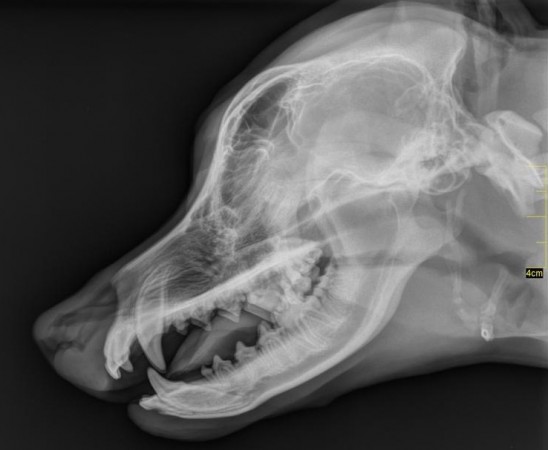 radiographie crane du chien