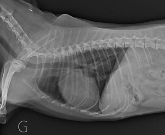 lecture de radiographie veterinaire